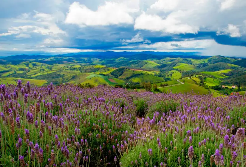 CUNHA E OS CAMPOS DE LAVANDA