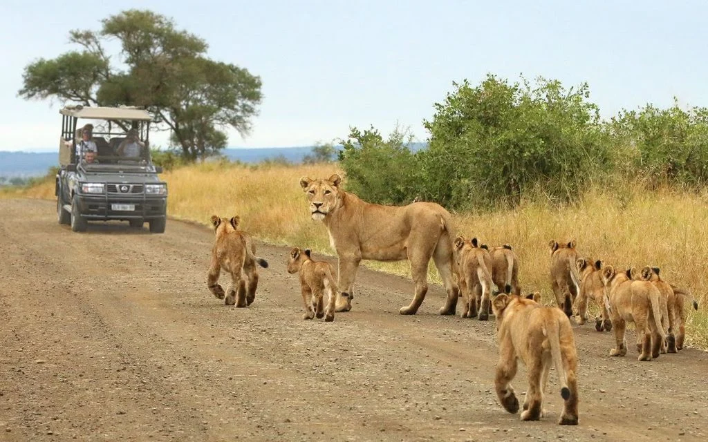 safári no Kruger National Park