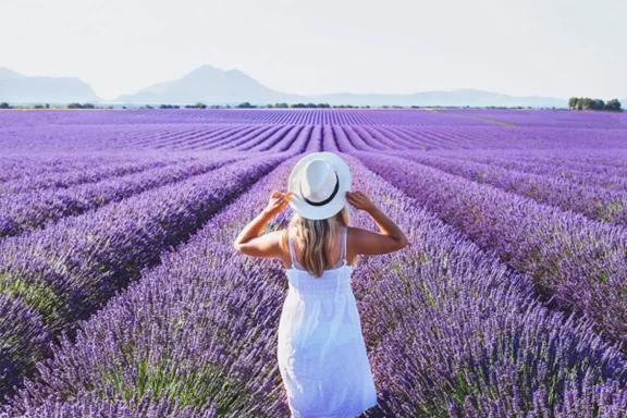 Campos de Lavanda de Valensole