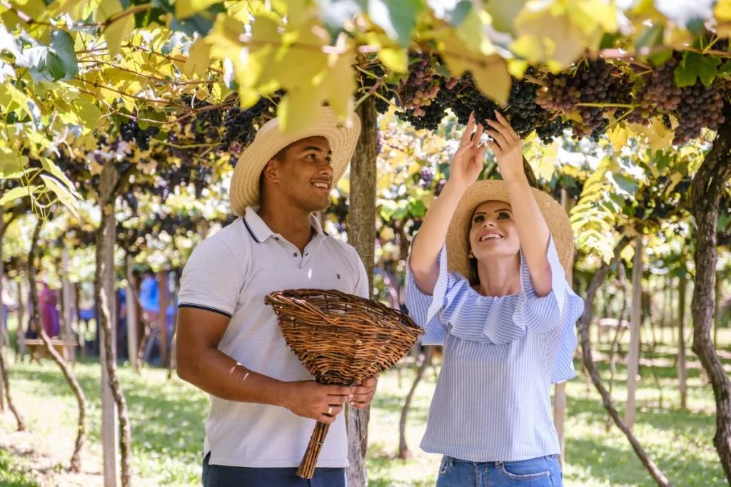 passeio-por-vinicola-serra-gaucha-compressed-1024x683
